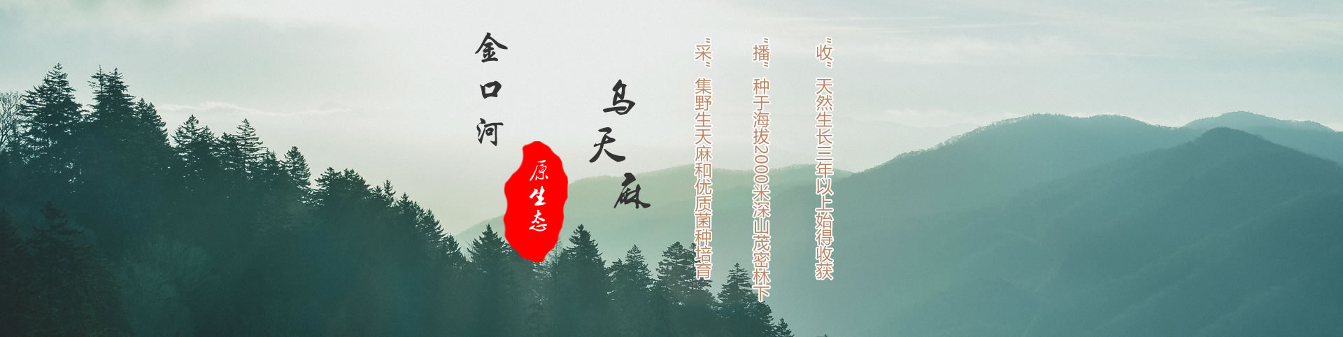 天麻營養(yǎng)價(jià)值